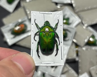 Fiery Green Flower Beetle, Heterorrhina sexmaculata sexmaculata, Unmounted, real, dried, preserved (ONE)
