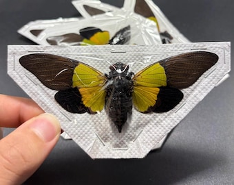 Trengganua sybylla, Spread Real Insect Taxidermy, Green yellow Cicada, Entomology, Insect art, spread real Cicadas, Unmounted