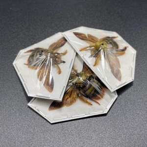 Xylocopa, Carpenter Bee oddity wings spread (Gold/Brown)