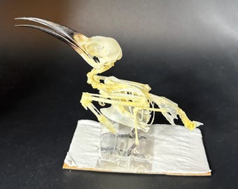 Skeleton Bee-Eater Bird. Merops. bones. anatomy. (UNASSEMBLED) insectsofbeauty. natural history. oddities.