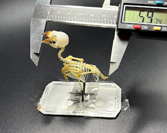Javan Munia Bird Lonchura leucogastroides Skeleton Real Preserved Taxidermy Bones articulated