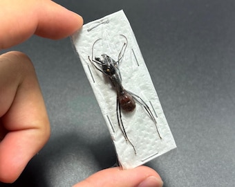 Camponotus gigas Real Huge Giant Bullet Ant Unmounted Largest Ant in the World