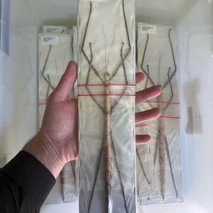Very Large Stick Insect (Nesiophasma giganteum) A1 Entomology Specimen