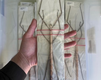 Very Large Stick Insect (Nesiophasma giganteum) A1 Entomology Specimen