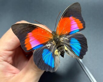 Hybrid Agrias Claudina Lugens x Prepona Dexamenus Male Wings Closed From Peru