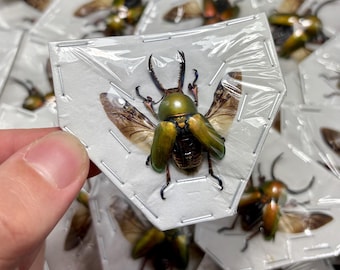 Sawtooth Beetle Male,  (Wings Spread) Lamprima adolphinae green stag beetle (Lucanidae)  A1-