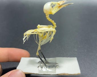 Common Iora Bird Aegithina tiphia scapularis Skeleton Real Preserved Taxidermy Bones Skull Articulated