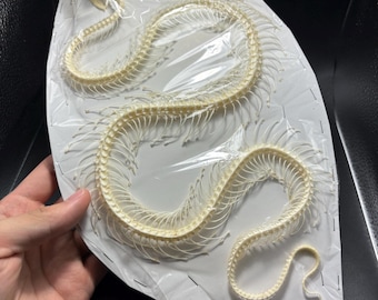 TRIMERESURUS ALBOLABRIS single coiled (LARGE) Real Snake Skeleton Indonesia Taxidermy