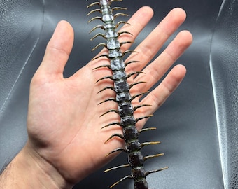 Centipede Scolopendra Dehanii XXL Specimen Taxidermy Entomology insect collectible