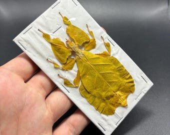 One female Phyllium pulchrifolium (YELLOW) , a beautiful leaf insect ,A1 quality, Stick bug