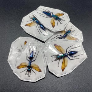 May include: A collection of six framed specimens of iridescent blue and green wasps with orange wings. The wasps are mounted on white card stock with a clear plastic cover.