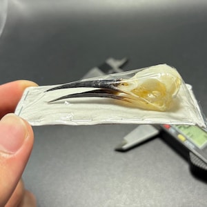 May include: A bird skull with a long, black beak and a cream-colored cranium is encased in clear plastic. The skull rests on a white, rectangular surface, with a digital caliper in the background.