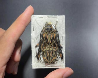 Acrocinus longimanus Unmounted Beetle Specimen (Small) 1 specimen