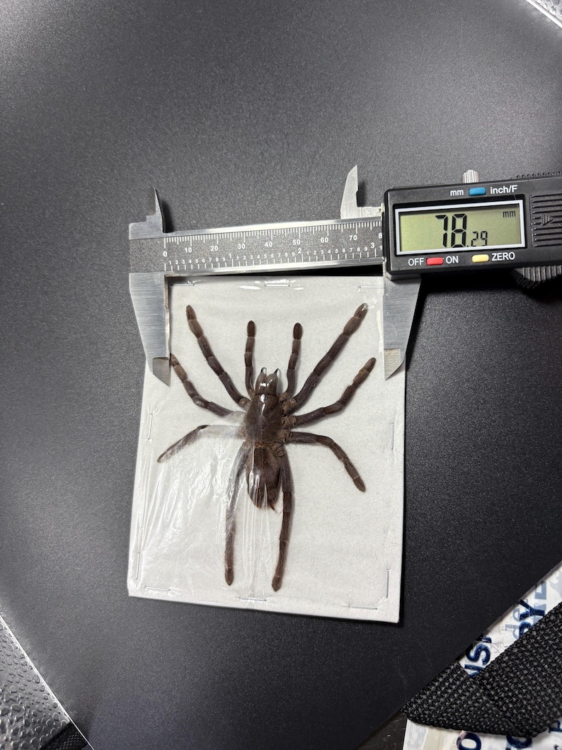 Java Yellow Kneed Tarantulas (selenocosmia Javanensis Dolichoplectra ...