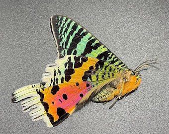 Real green Urania rhipheus sunset moth Madagascar