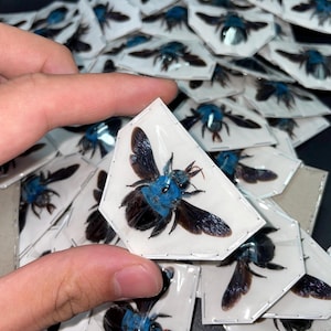 Xylocopa caerulea (spread) Blue Carpenter Bee Real dried Insect (OVERSTOCK)