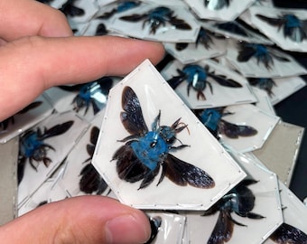 Xylocopa caerulea (spread) Blue Carpenter Bee Real dried Insect (OVERSTOCK)