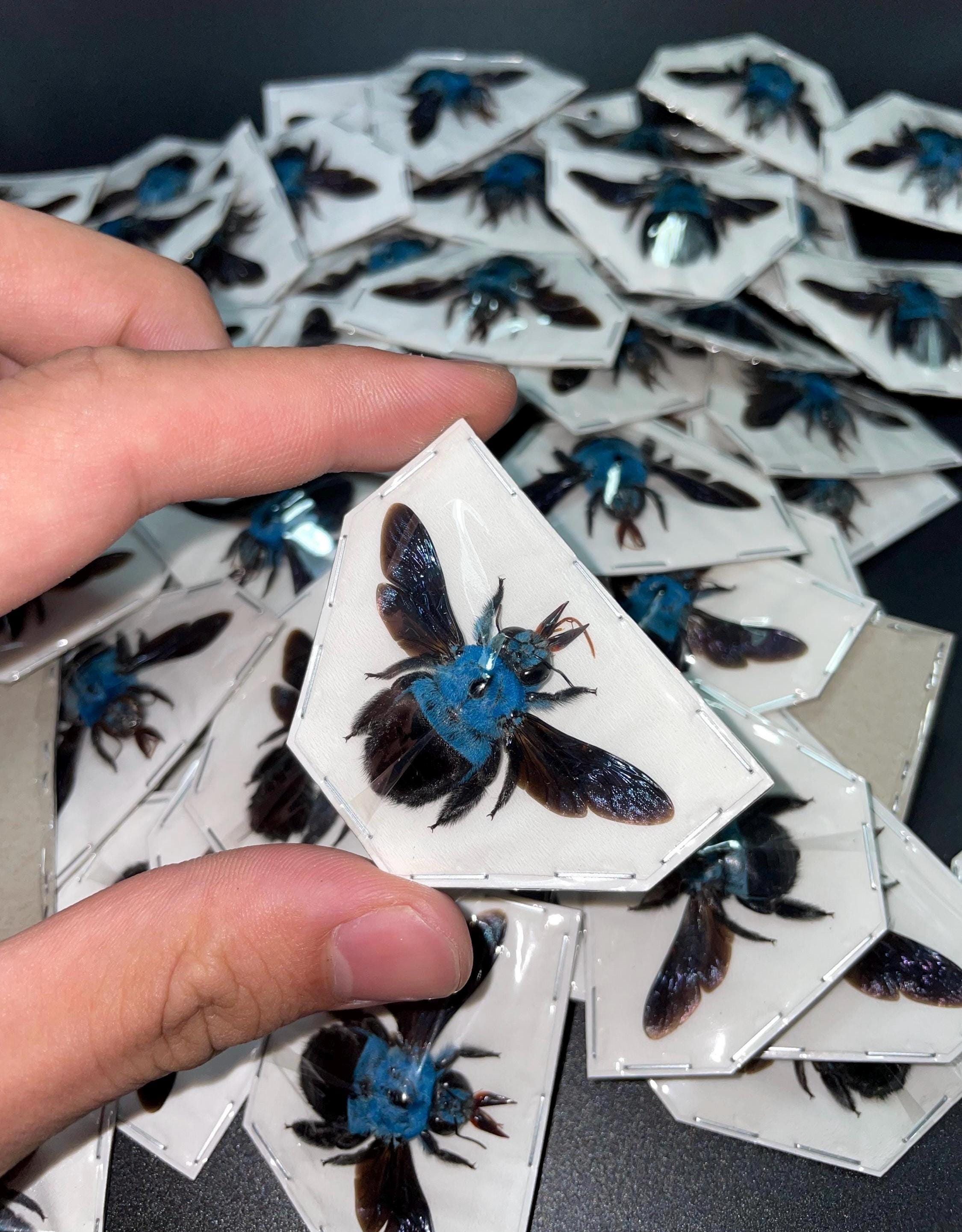 Xylocopa Caerulea (spread) Blue Carpenter Bee Real Dried Insect