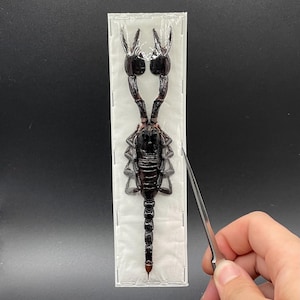 May include: A black scorpion specimen mounted in a clear plastic frame. The scorpion is positioned on its back with its legs spread out. The frame is on a black background.