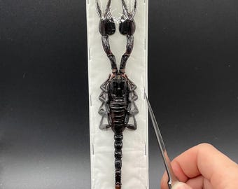 Large Javanimetrus Cyaneus Scorpion Big Real Insect Bug Taxidermy Craft-Ready Specimen Art Spread