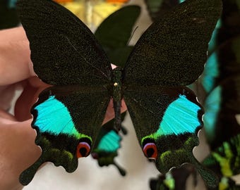 Papilio karna, Rainbow Swallowtail A1,  Real Butterfly Specimen for Bug Pinning Taxidermy Artwork Natural History Collection Insect Decor
