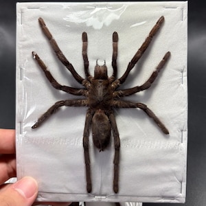 May include: A preserved, dark brown tarantula specimen, displayed on a white background. The spider's eight legs are fully extended, showcasing its size and intricate details. The specimen is encased in a clear plastic covering.