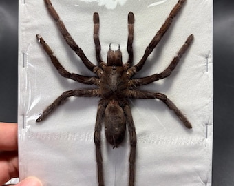 Java Yellow Kneed Tarantulas (Selenocosmia javanensis dolichoplectra) Spread Spider Specimen