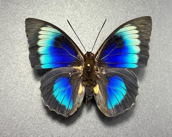 Rare Electric Blue Green Agrias Hybrid Butterfly unmounted (Wings Closed) Taxidermy