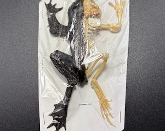 Real Toad Half Skeleton Specimen Dried Natural Bone Skull Science Biology Craft-Ready Art