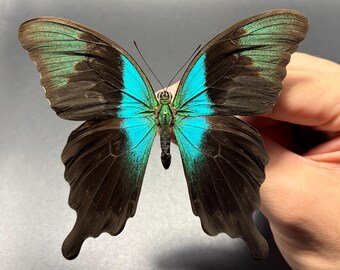 Swift Peacock Swallowtail butterfly, Papilio peranthus , UNMOUNTED (wings closed), Preserved, Dried, real, papered specimen A1