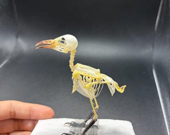 Sooty-headed bulbul SKELETON (Pycnonotus aurigaster) A1 Bone Specimen (Non-CITES)