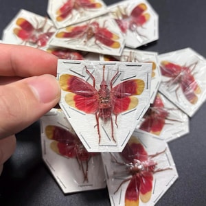 Ruby Red Plant Hopper Lantern Fly Real Insect Bug Taxidermy Craft-Ready Specimen Art Educational