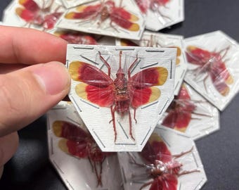 Ruby Red Plant Hopper Lantern Fly Real Insect Bug Taxidermy Craft-Ready Specimen Art Educational