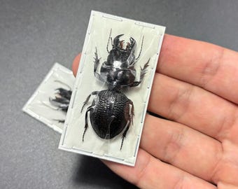 Crepidopterus Decorsei Beetle Specimen Rare Find Collectible insect oddity craft