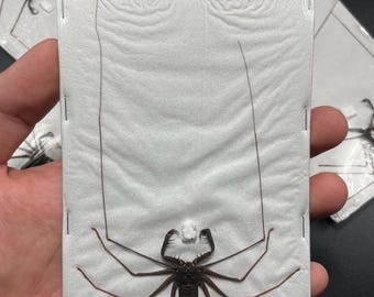 Tailess Whip Scorpion, Stygophrynus dammermani, MOUNTED (spread), dried, real, preserved specimen