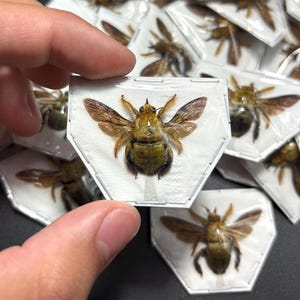 May include: A collection of framed insect specimens, each featuring a different species of bee. The bees are displayed on a white background with a clear plastic cover. The bees are in various poses, with their wings spread out.