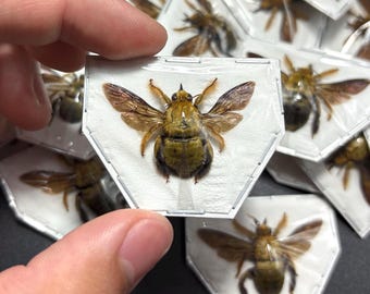 Tropical Gold Carpenter Bee, Xylocopa aestuans, Male, A1, MOUNTED, Wings spread, real, preserved, dried specimen