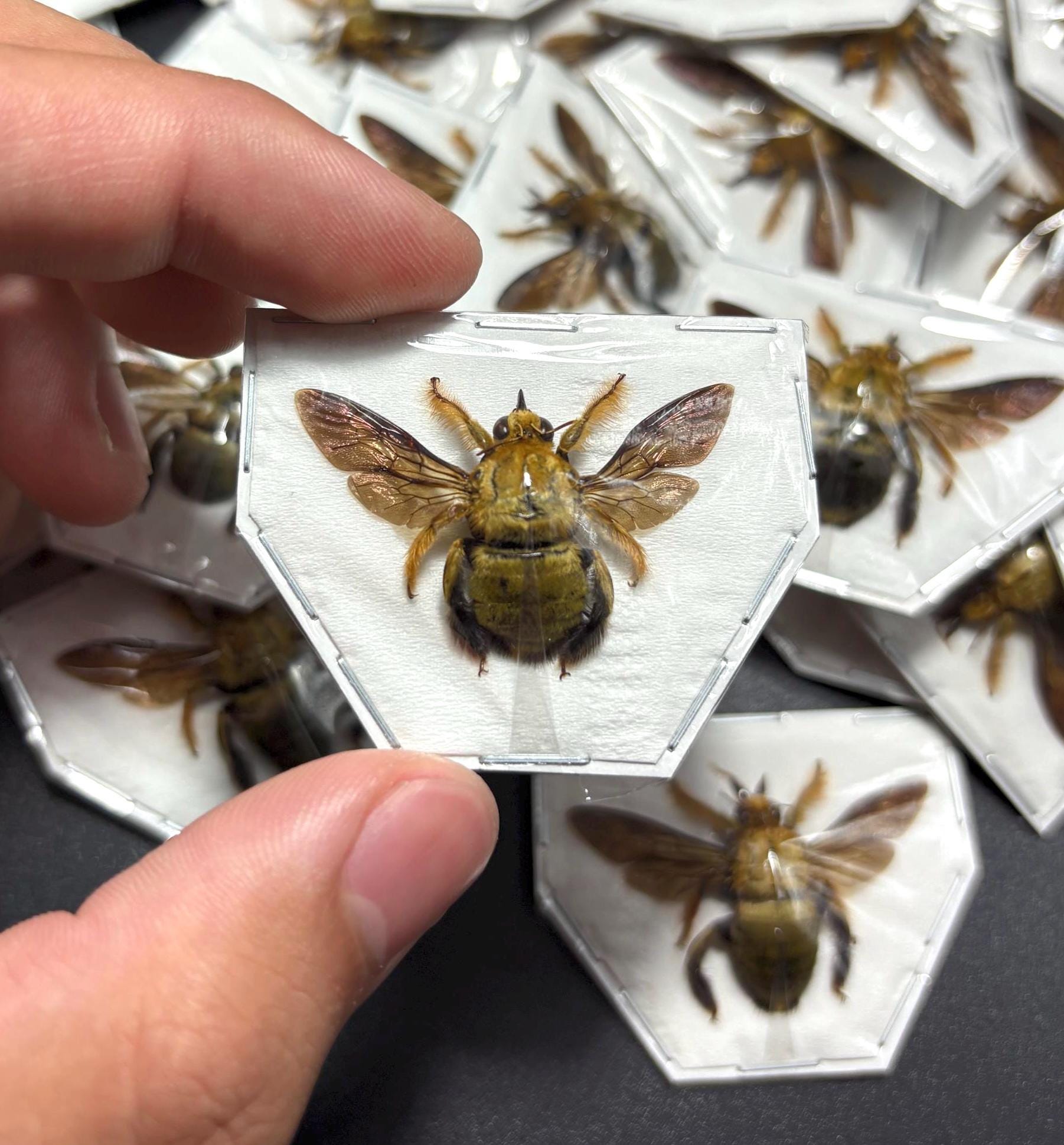 Preserved Bees