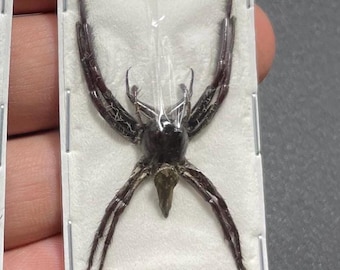 Male GIANT jumping spider, Hyllus Giganteus, Largest Jumping Spider, Arachnid, Entomology, Real spider, Spread Spider Specimen Science (ONE)