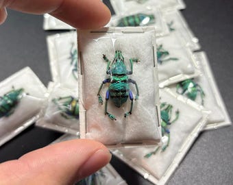One real blue Eupholus schoenherri, Indonesia,  beetle, unmounted, insect taxidermy