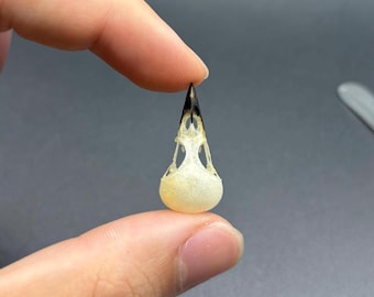 Pericrocotus Cinnamomeus Bird Skull Taxidermy