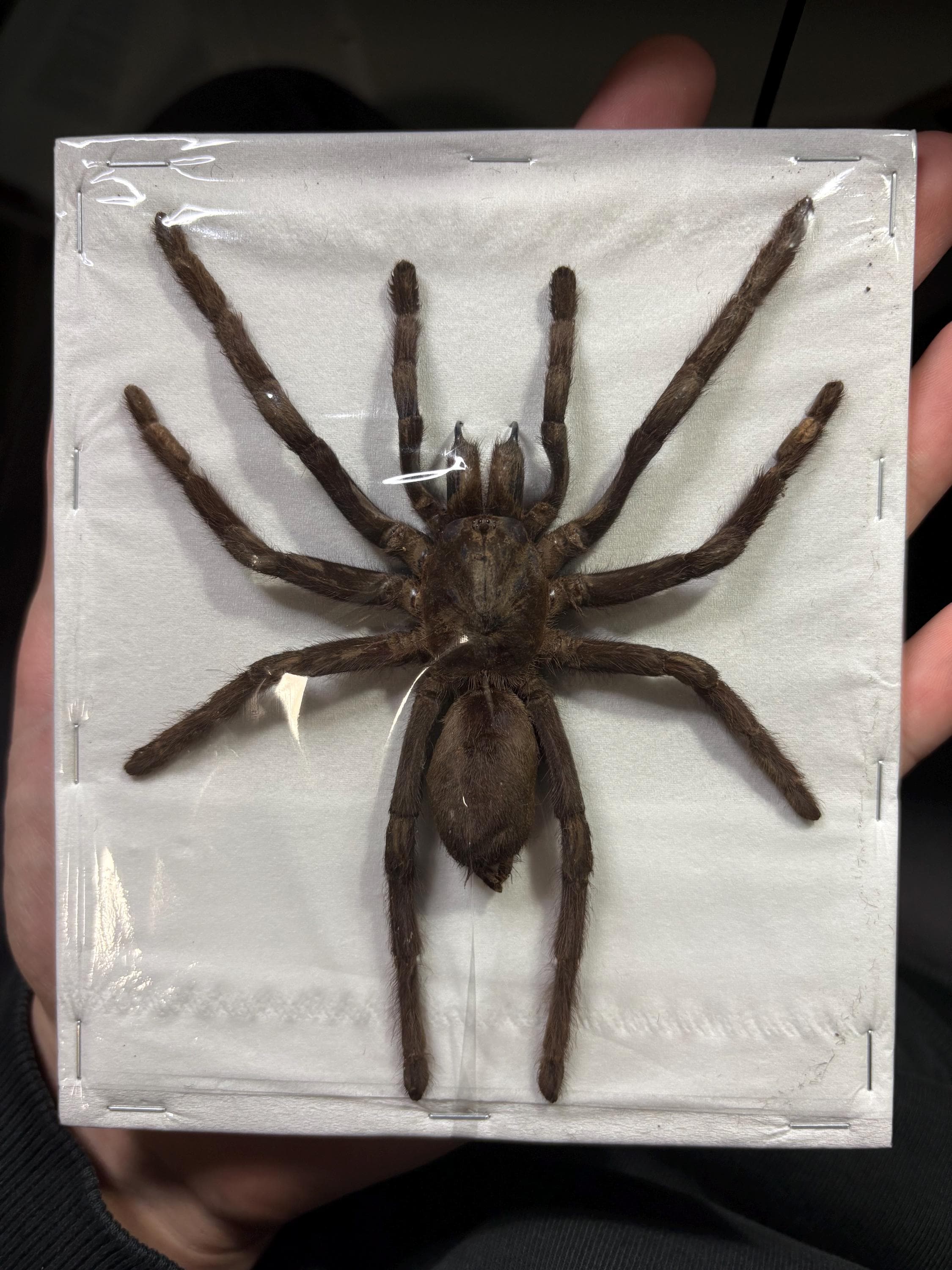 Java Yellow Kneed Tarantulas (selenocosmia Javanensis Dolichoplectra ...