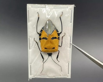 REAL Catacanthus incarnatus Tribal Face Beetle Unmounted in USA