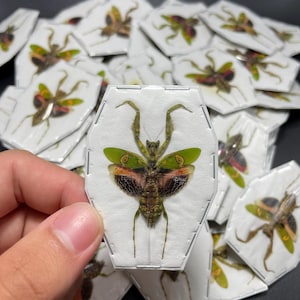 Jeweled Flower Praying Mantis, Creobroter gemmatus, Female, Mounted (wings spread), real, dried, preserved, praying mantis