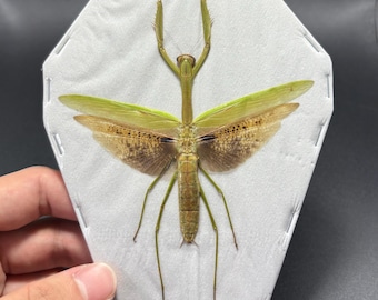 Giant Mantis, Tenodera Aridifolia, Entomology, Spread and Ready for your Projects