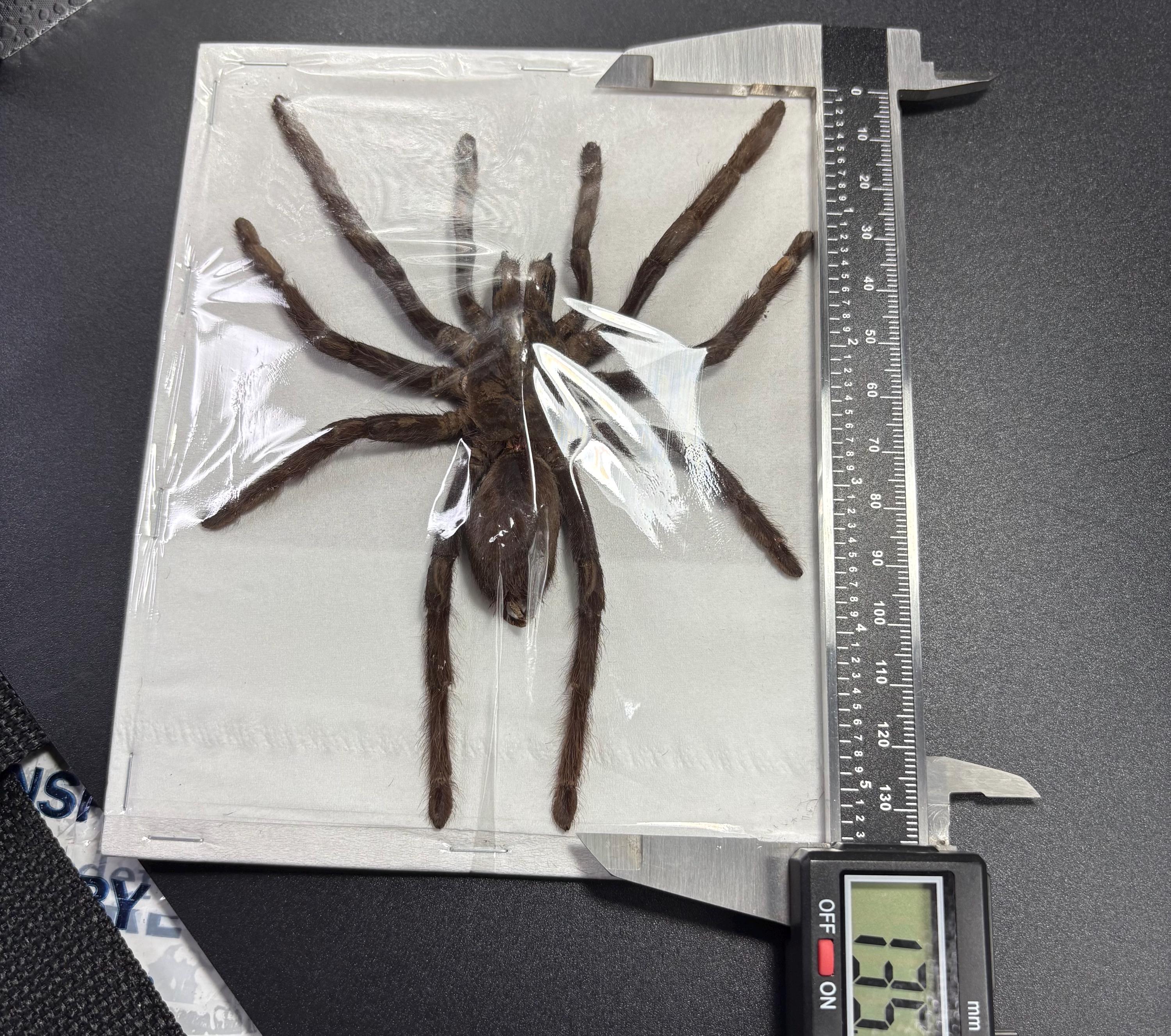 Java Yellow Kneed Tarantulas (selenocosmia Javanensis Dolichoplectra ...