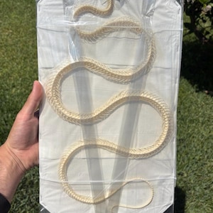 Coelognathus flavolineatus, XXL, CURVED Snake Skeleton, Preserved Reptile Specimens (Non-cites) Oddity