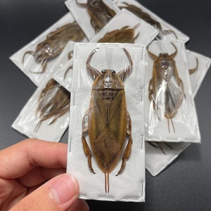 May include: A collection of brown insects, each individually packaged in clear plastic and mounted on white cardstock. The insects have a segmented body, large eyes, and prominent antennae. The insects are displayed on a dark surface.
