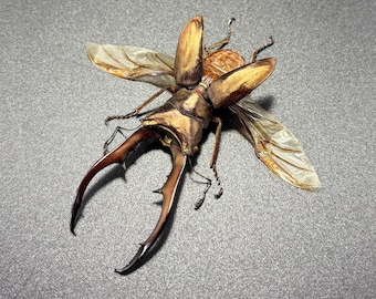 Cyclommatus metallifer finae Peleng Is. Long jaw Beetle Cyclommatus metallifer finae Insects Specimen, Oddities, Collectible