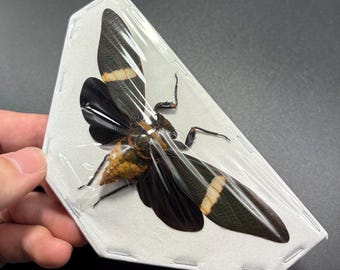Real Cicada Specimen: Tosena fasciata, Entomology Collection